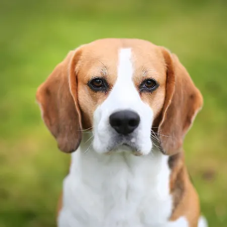 Der Valk / A9 Alkmaar 4* Акерслот