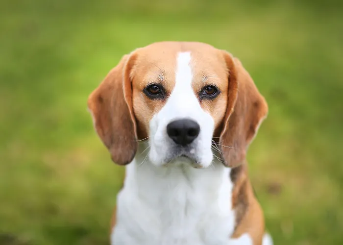 Der Valk / A9 Alkmaar 4* Akersloot