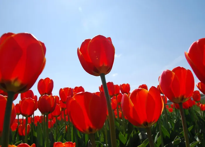 Der Valk / A9 Alkmaar Akersloot