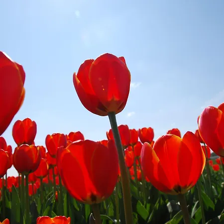 Der Valk / A9 Alkmaar Akersloot